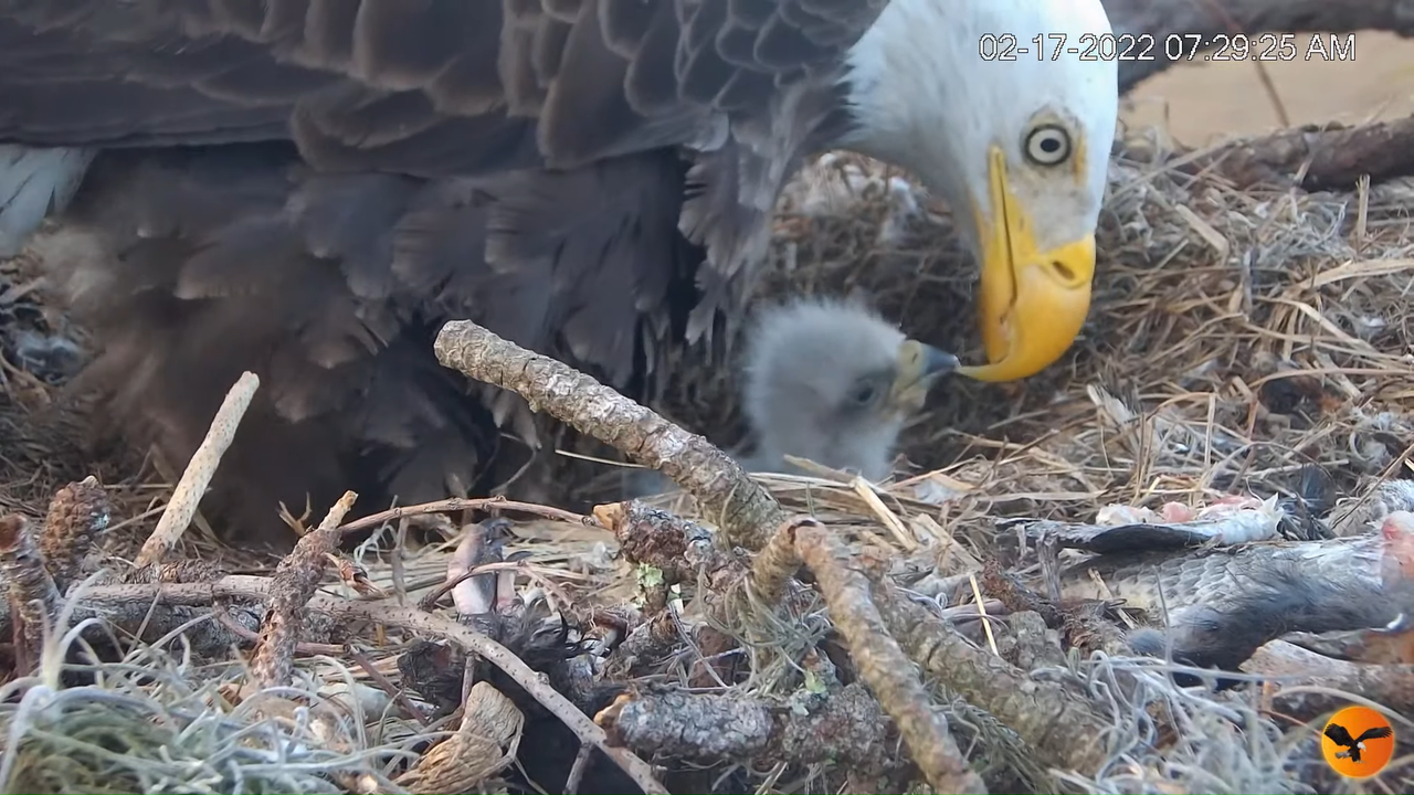 EC Nest Cam 6-0-3 screenshot (1)