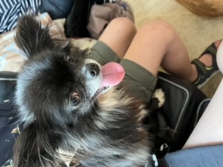 [Image: 45811337-F1-D9-4-B87-BCF4-2-A9-EBEB0310-A.jpg]