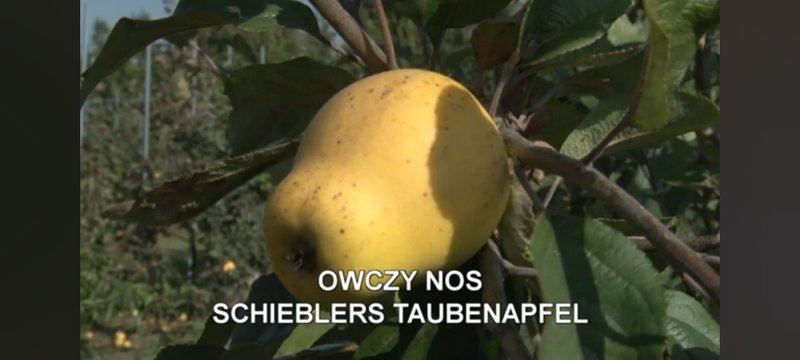 Obrazek
