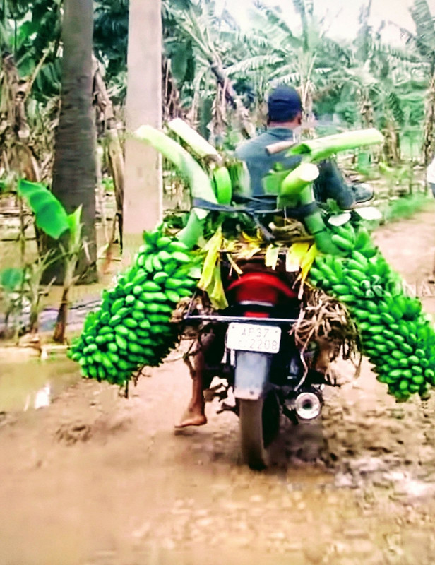 green-bananas.jpg