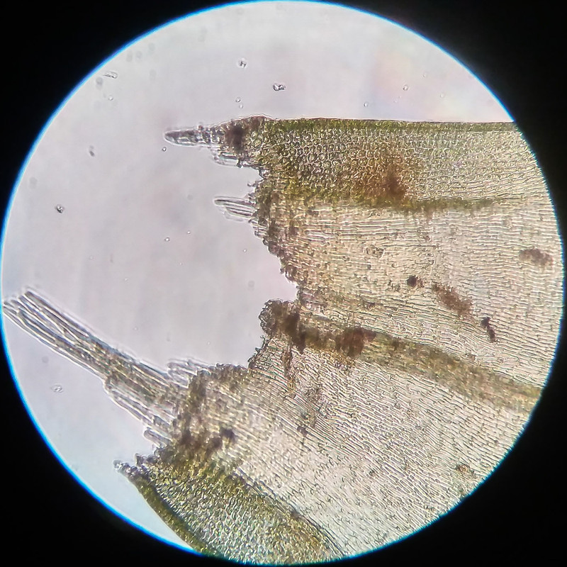 IMG 20250616 210252 HDR