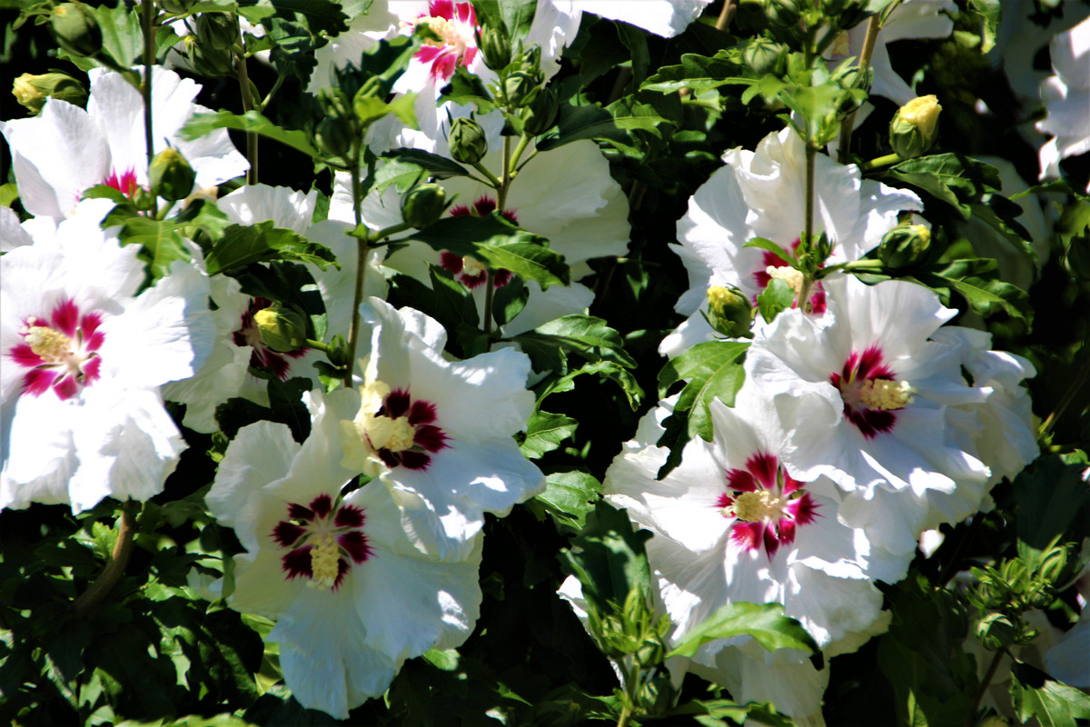 IMG 4118 — Postimages