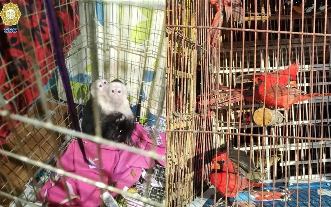 Desmantelan red de tráfico de animales en CDMX; SSC recupera diversas especies