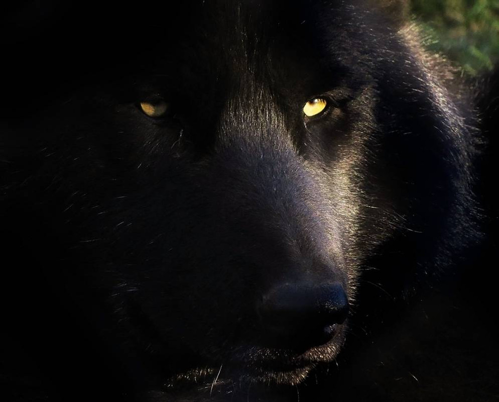 timber-wolf-stock-11-by-hotnstock-d5nu3w3-pre.jpg