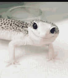 lizard-day-7.gif