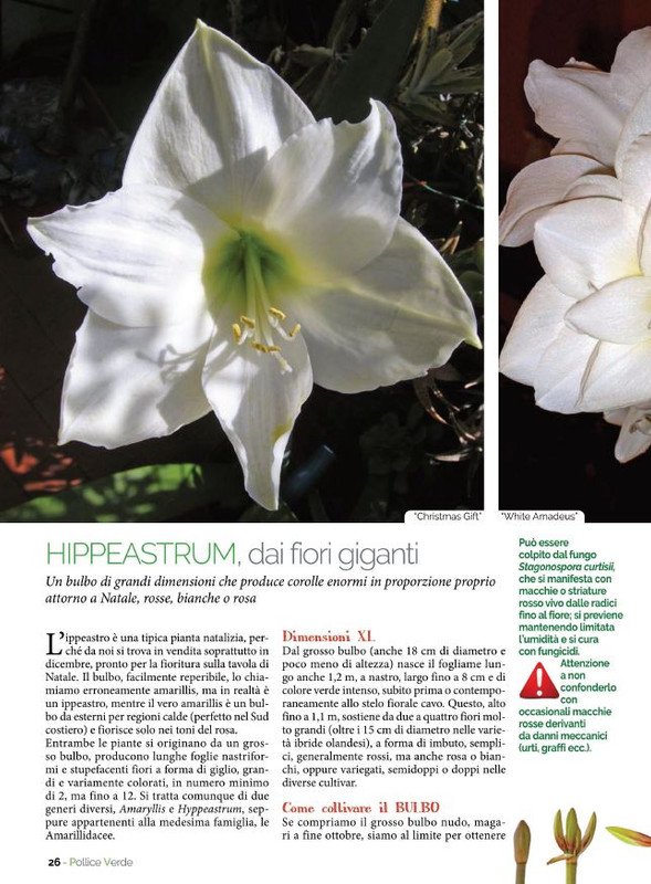 Pol Ver Nov-Dic 2021 (7)