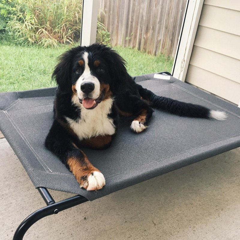 Cooling elevated pet bed