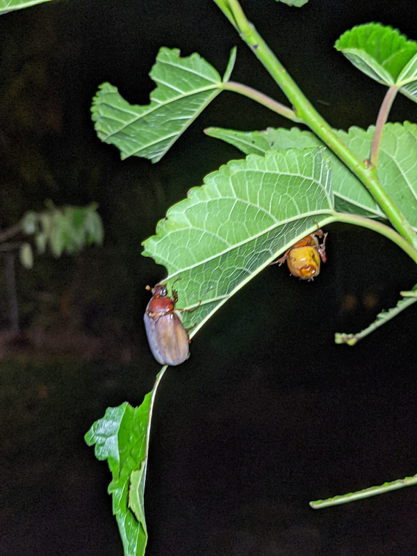 PXL_20210429_014855352.MP