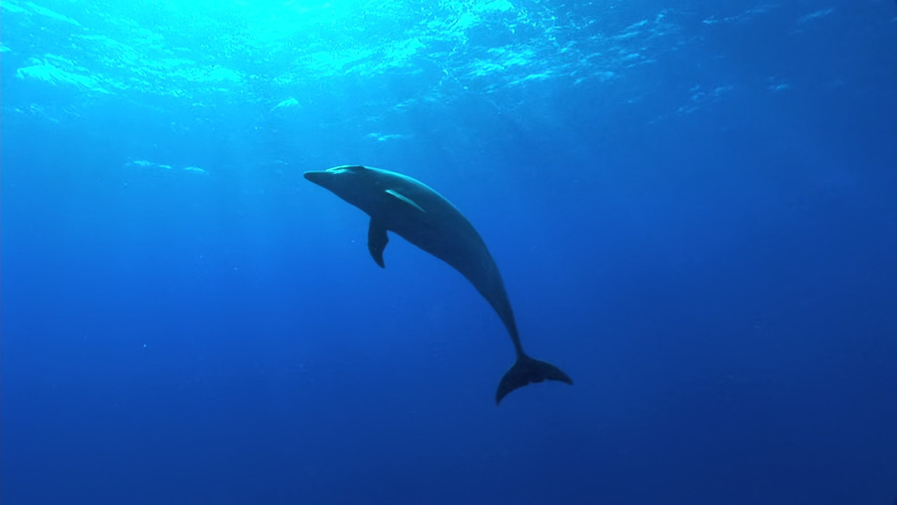 The Cove (2009) (1080p BluRay x265 Silence)-3