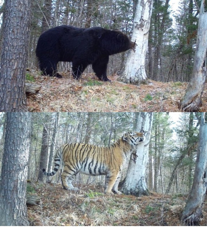 Amur Tiger and Brown Bear