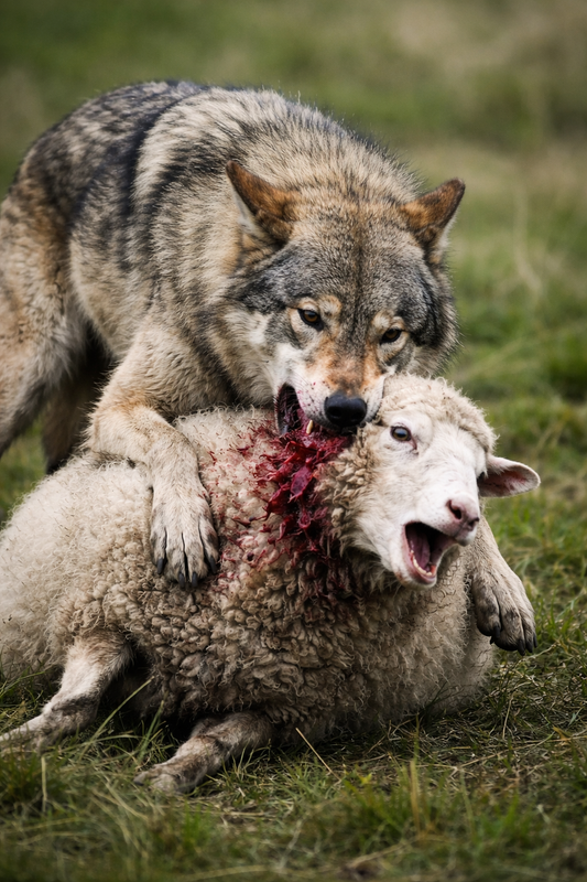 wolf.png