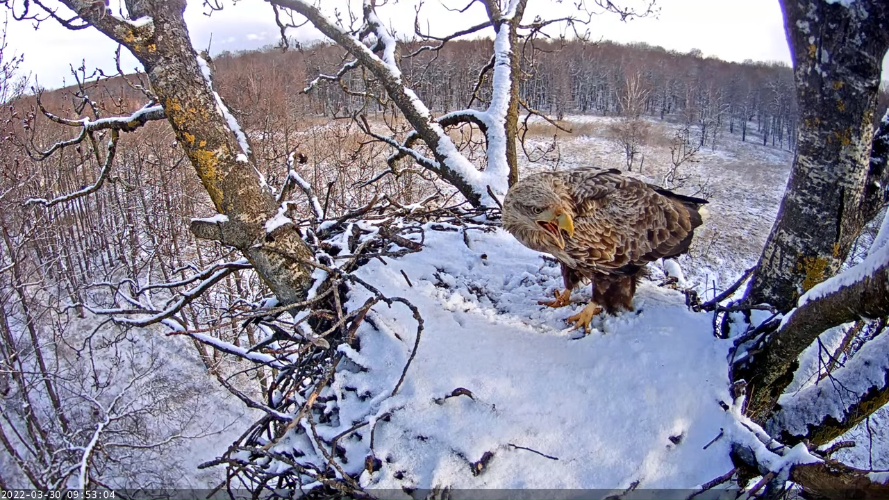 Merikotkas__Haliaeëtus albicilla 10-10-4 screenshot