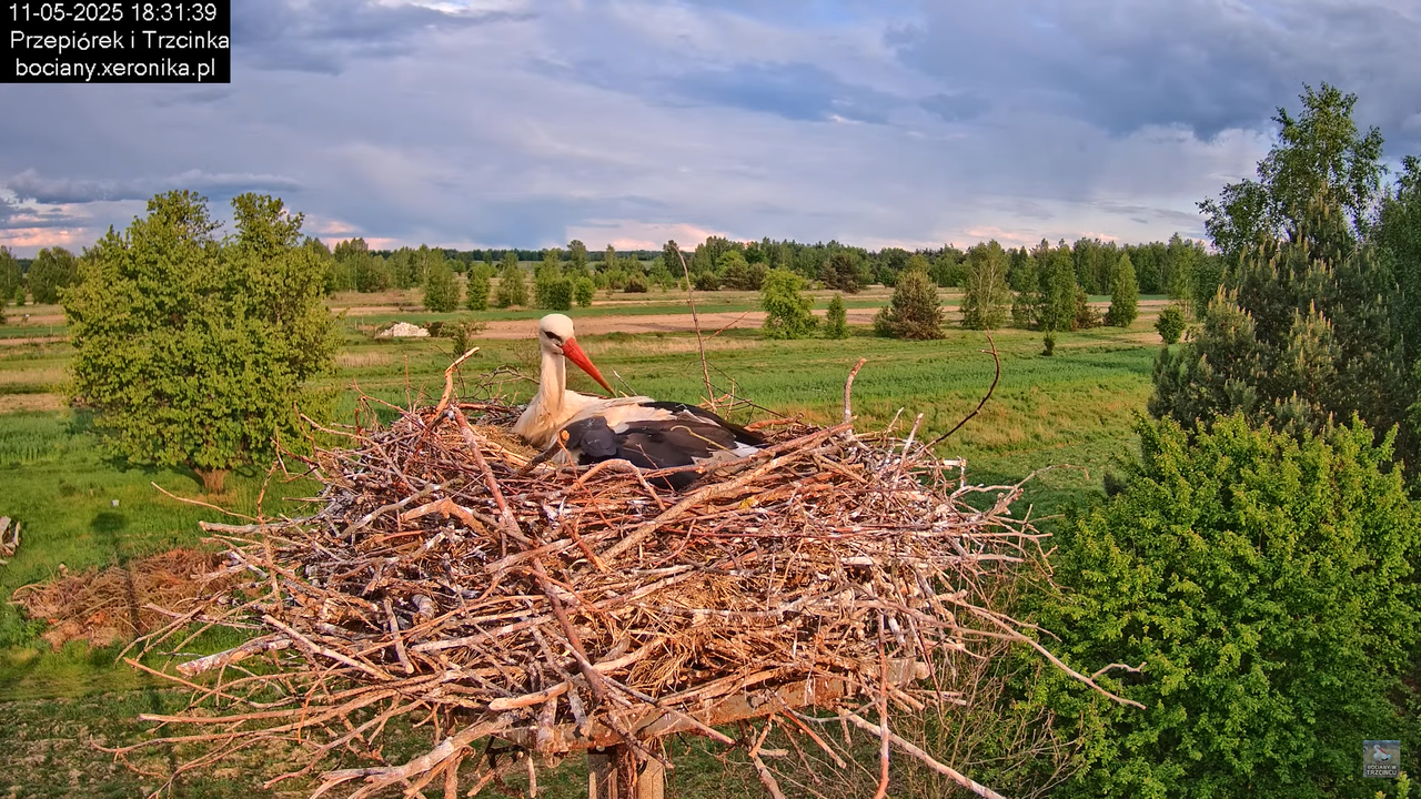 11052025bociany30