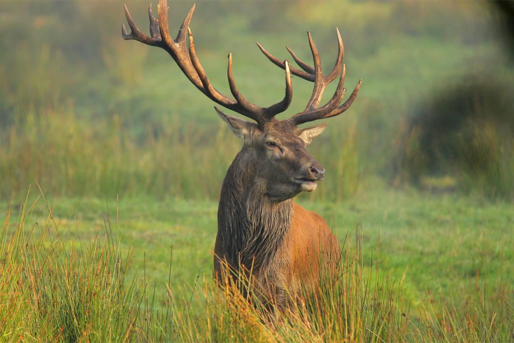 cervus-elaphus-by-quiet-bliss-d9c8nlz-fullview.jpg
