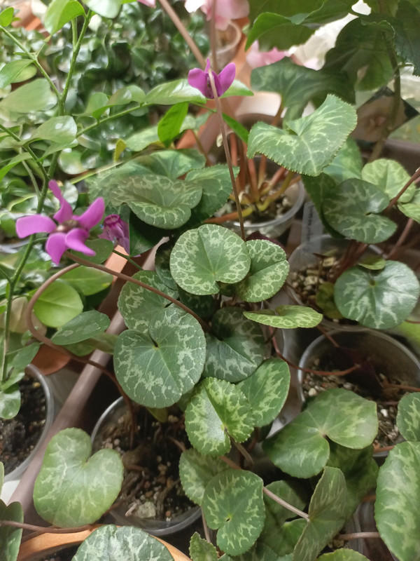 IMG_20250301_112853_879