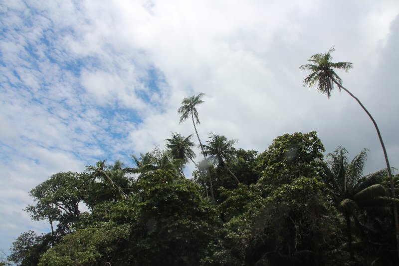 DIA 13: EXCURSIÓN DE UN DÍA A CORCOVADO - DE TORTUGAS Y PEREZOSOS. COSTA RICA 2019 (47)