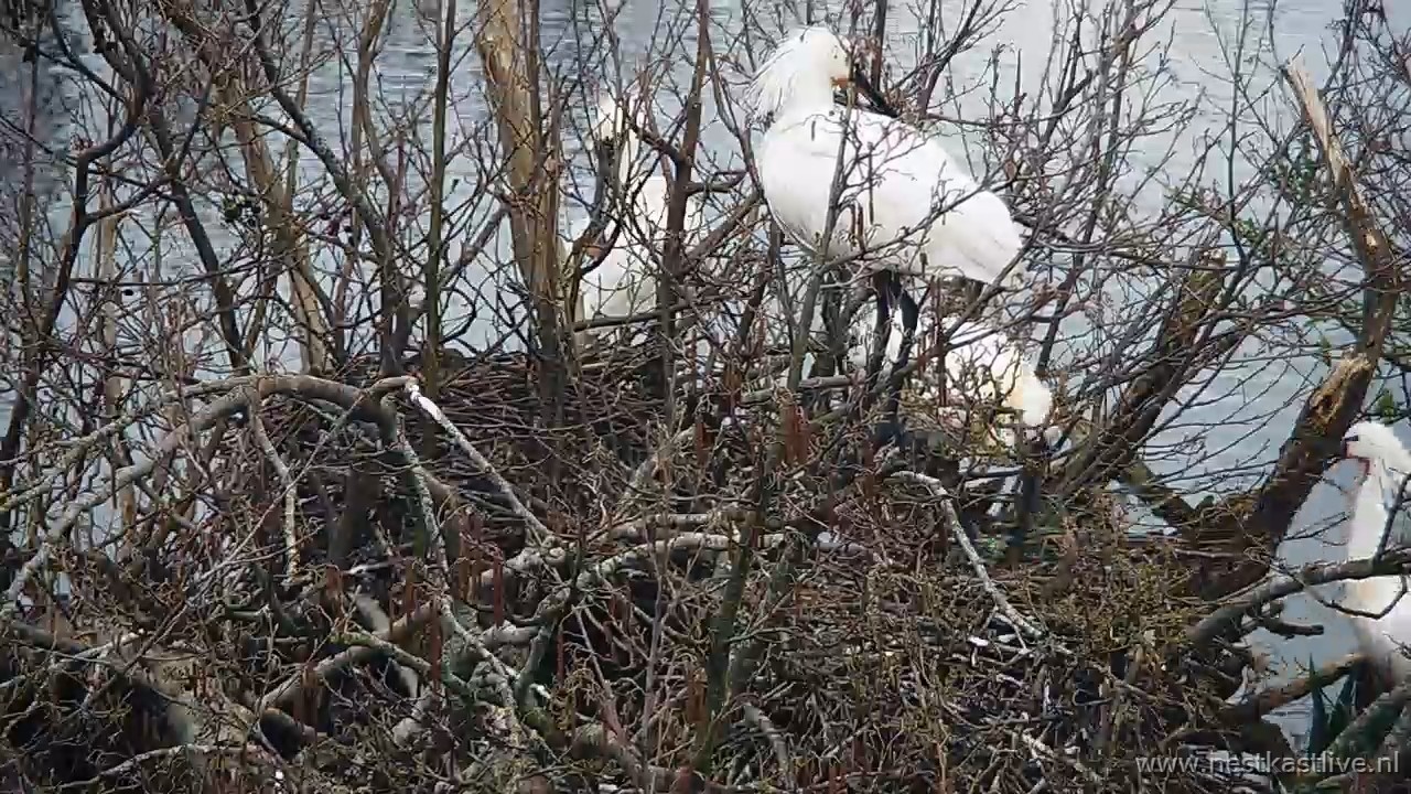 snapshot 2026 03 31T090644 318