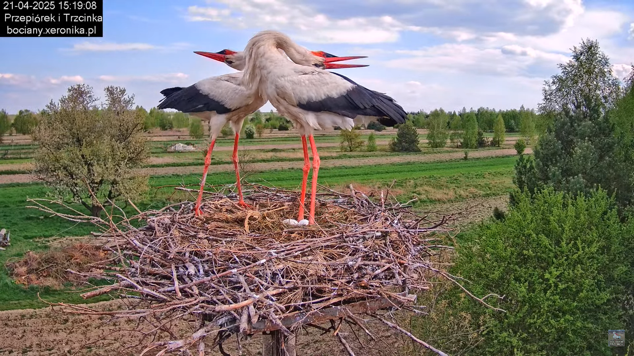 21042025bociany16