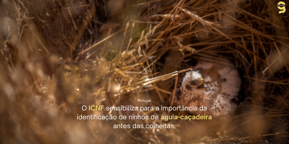 ICNF INFORMA SOBRE A IMPORTÂNCIA DA IDENTIFICAÇÃO DE NINHOS DE ÁGUIA-CAÇADEIRA