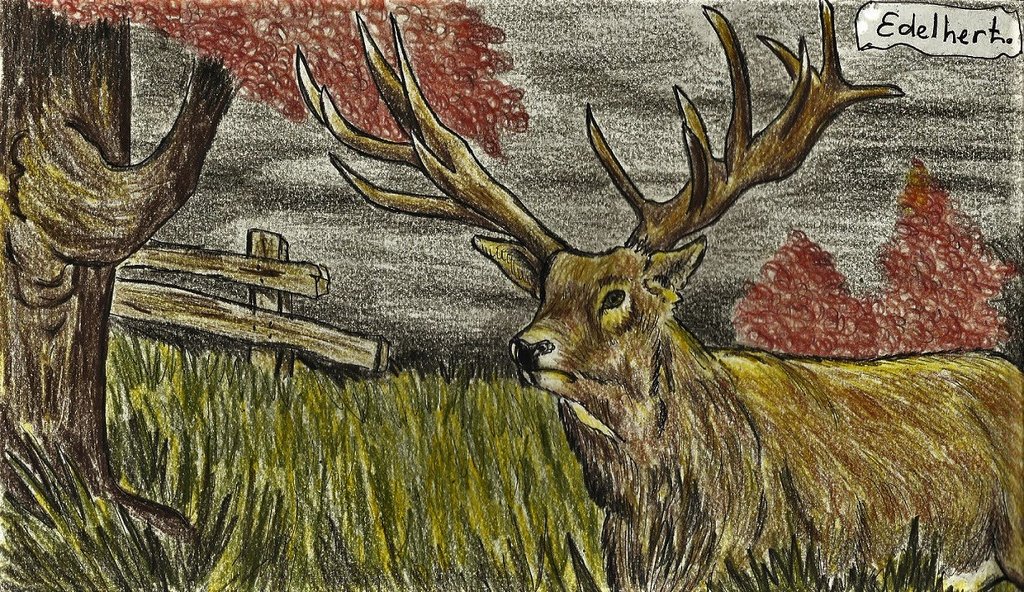 8-herfst edelhert-Els-sept. 2019