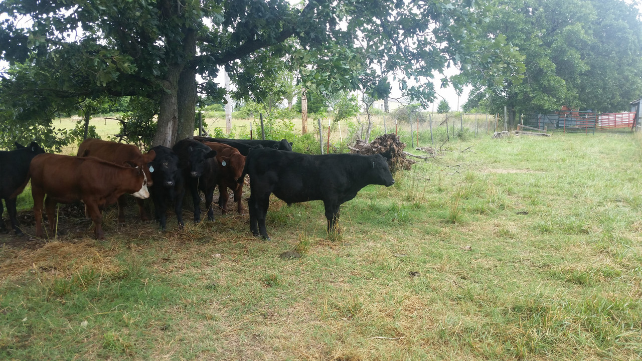 heifer1 2018
