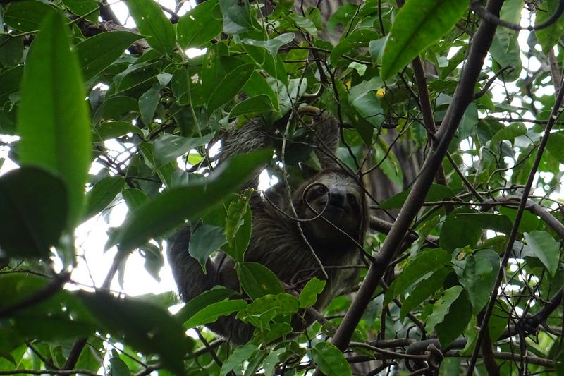 3 semanas Costa Rica en autobús 2018 Oct - Blogs de Costa Rica - Día 6. Bocas del Toro - tour islas (4)