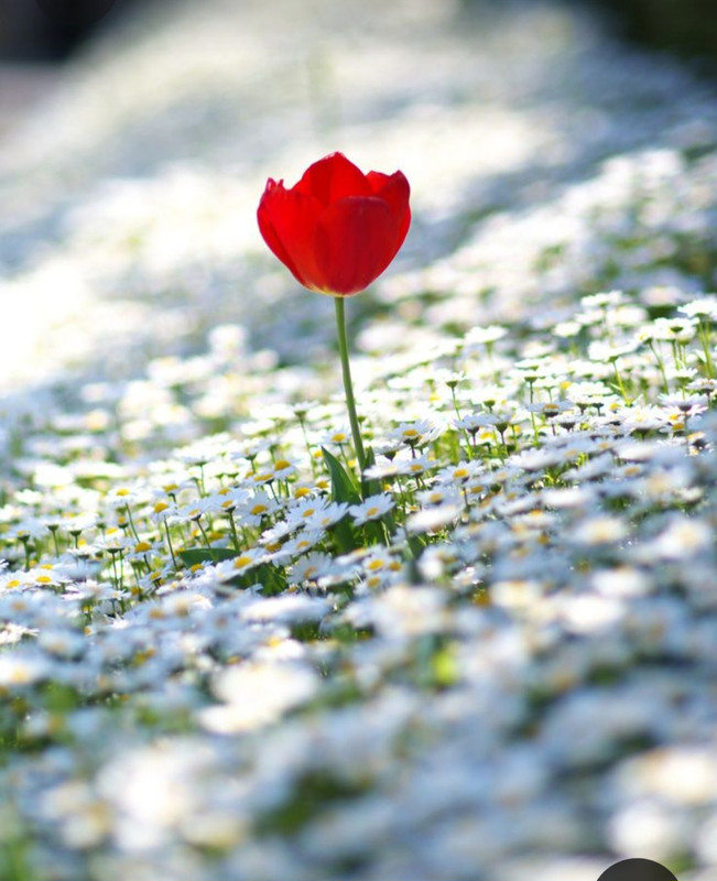 Screenshot_20230710_232229_Pinterest