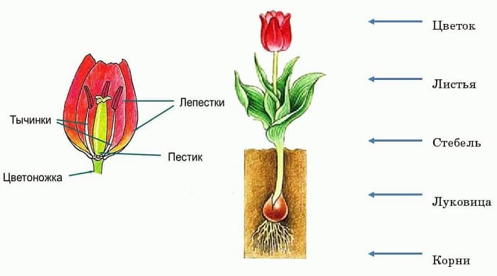 Тайны строения цветка тюльпана что скрывает каждая его деталь