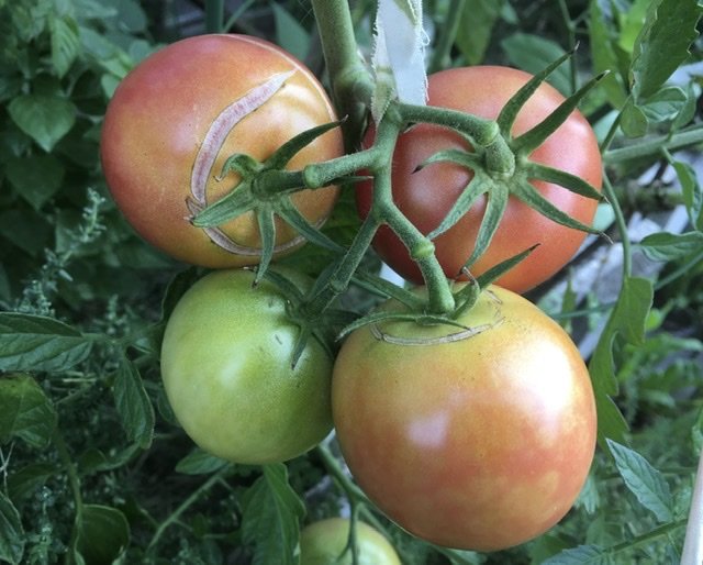 3F96A6D2-B79A-48D9-8462-FDDB03FF42F0