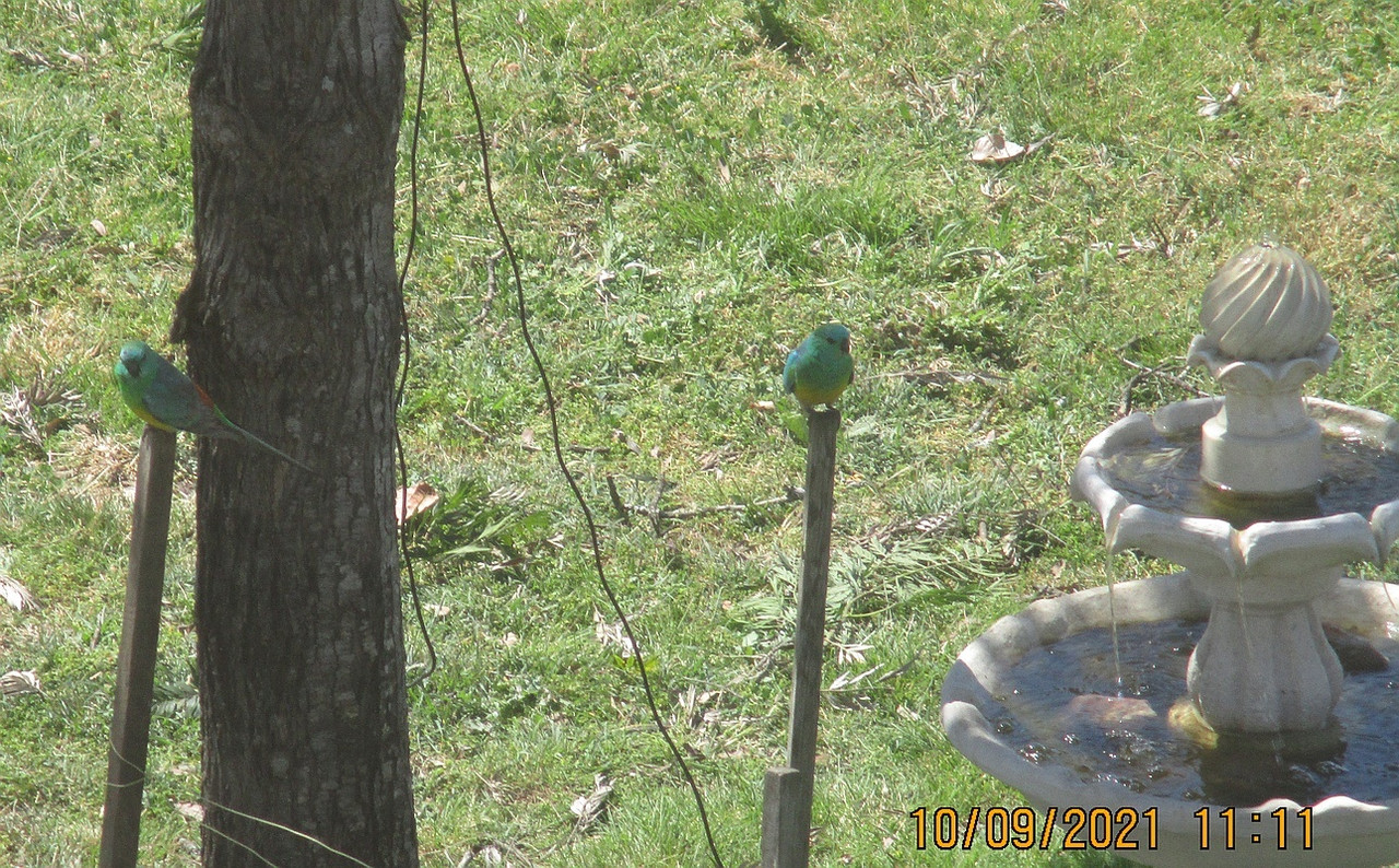 RedRumped_or_Grass Parrot_001