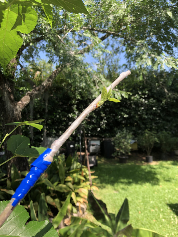 1C1613F5-D1E3-4DDA-B684-BAFAF38E8B89