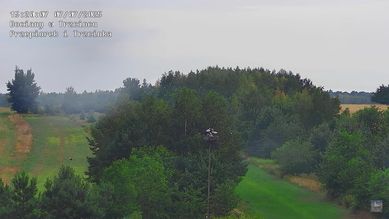 07072025bociany46