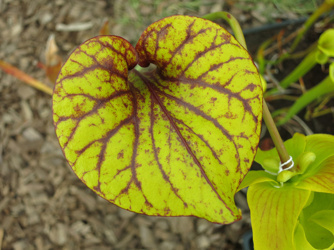 Solid red throat, 2019-05-23