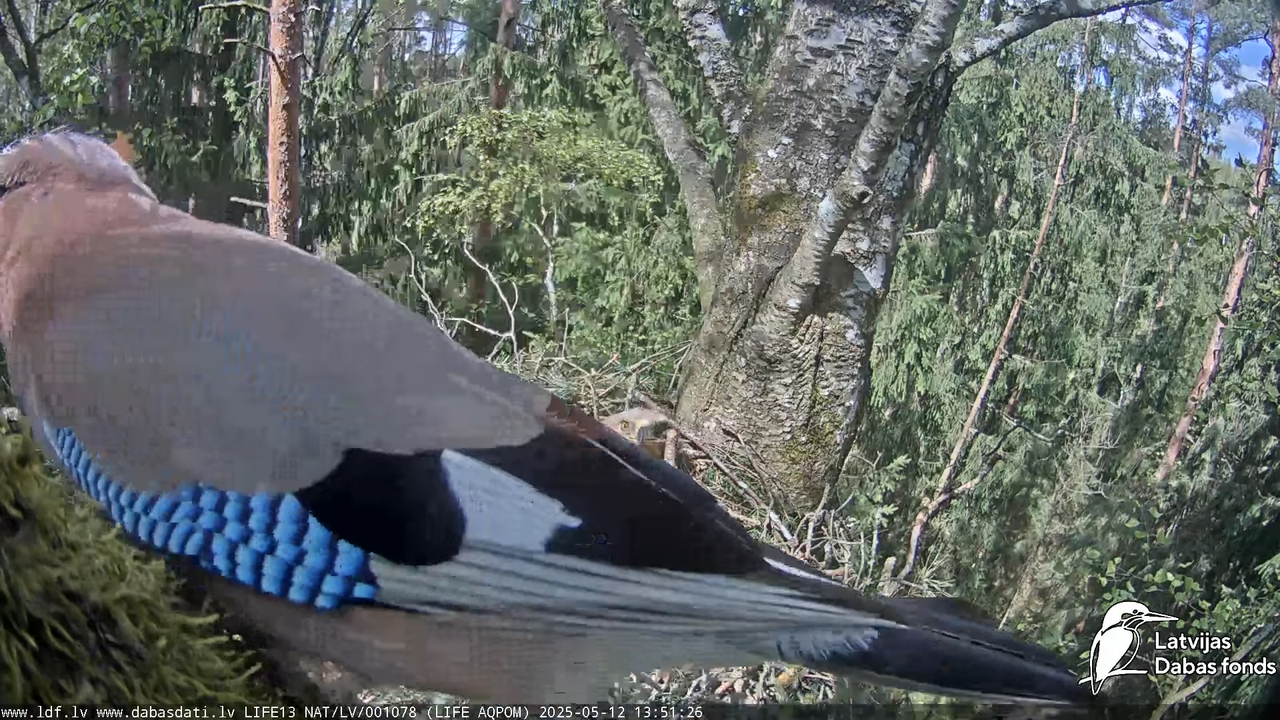 Mazais ērglis (Clanga pomarina), ligzda bērzā 16-1-21 screenshot