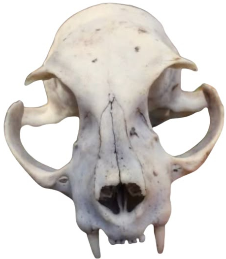 skull