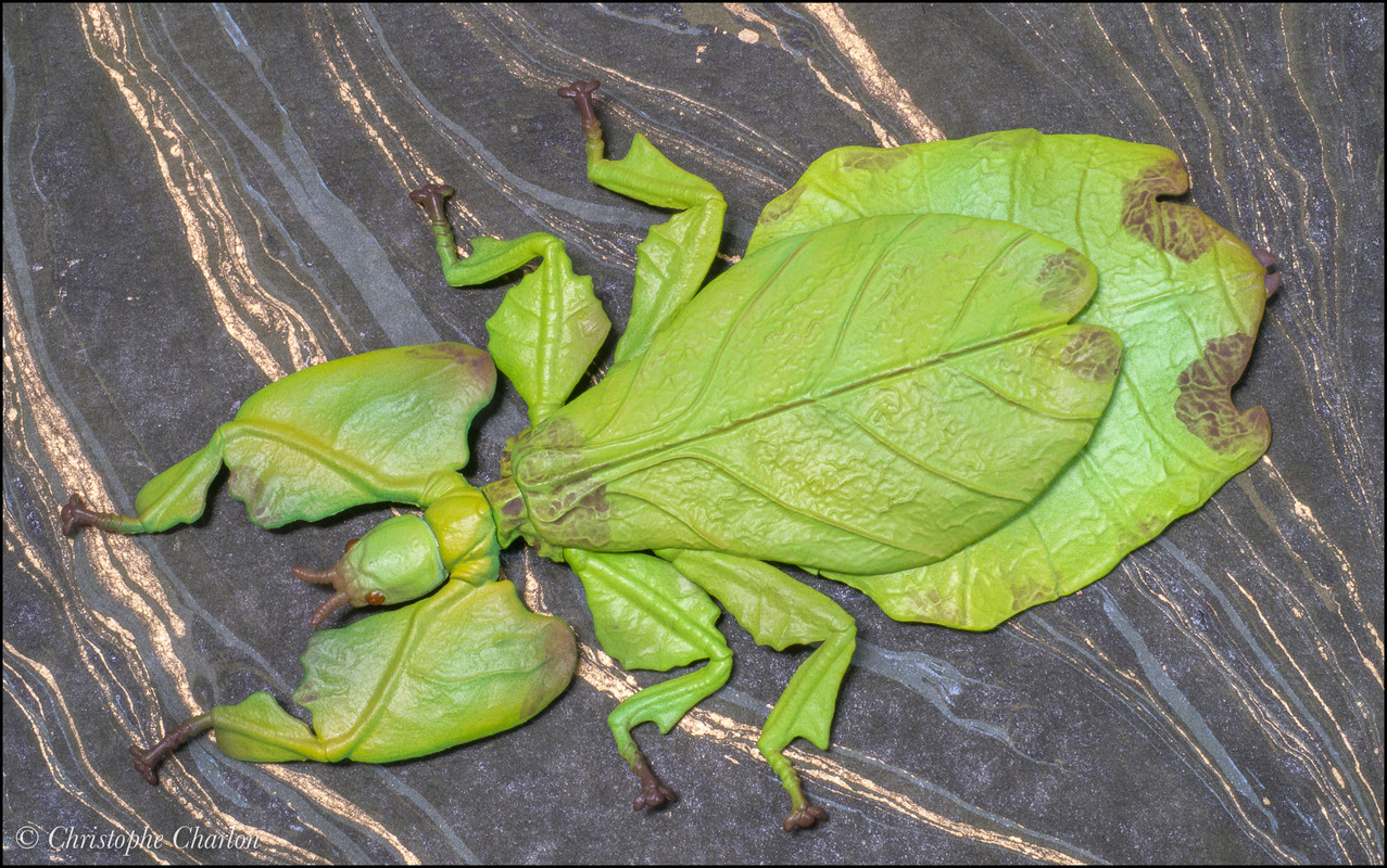 2021 Terrestrial Invertebrate of the Year, the Kaiyodo Revogeo Giant Water Bug Takara-Phillium-giganteum-1