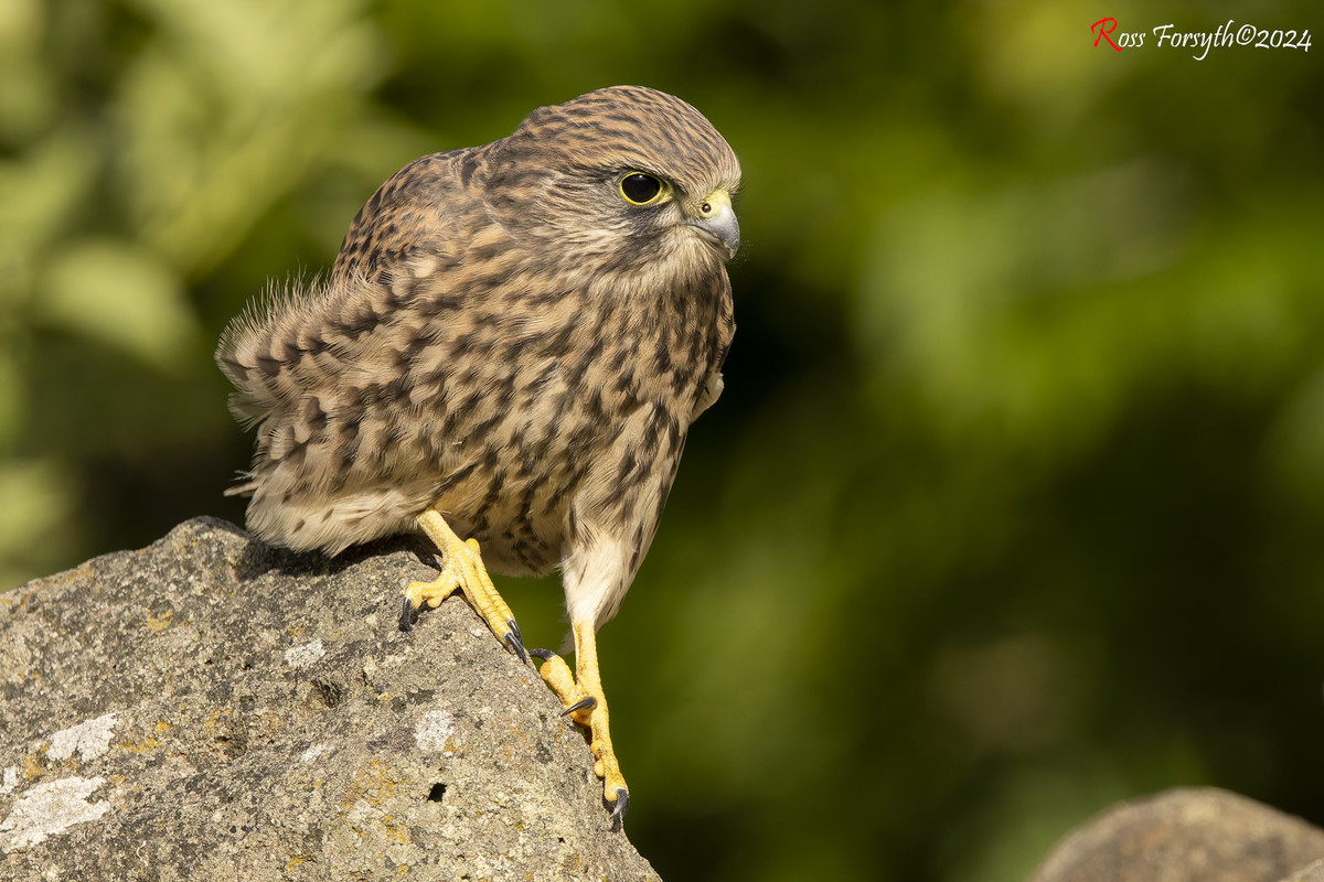 20240622-_5RF9290-CR3