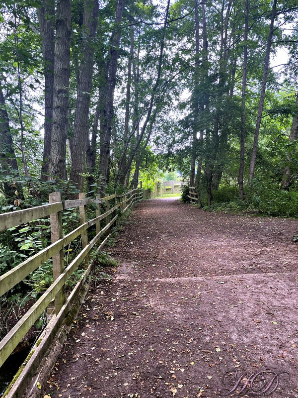woodland-walk-HD.jpg