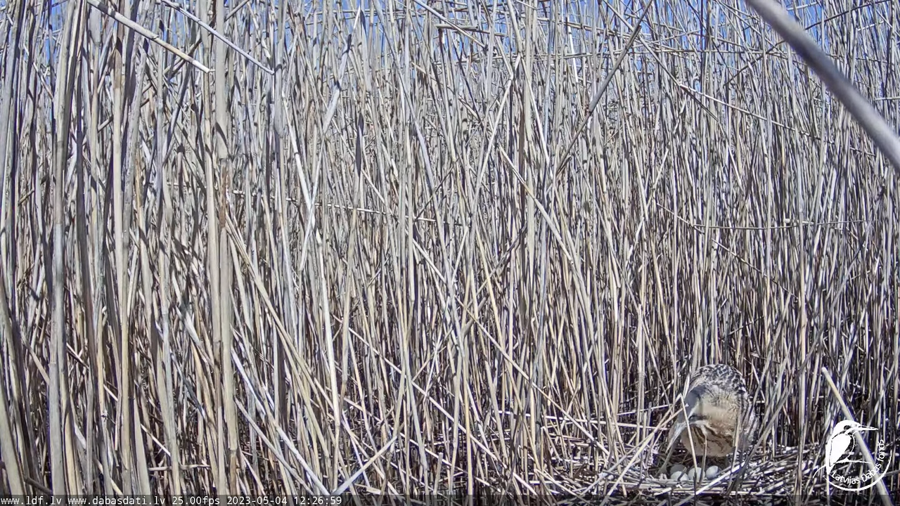 Lielais dumpis (Botaurus stellaris) Engurē - LDF tiešraide 11-33-9 screenshot