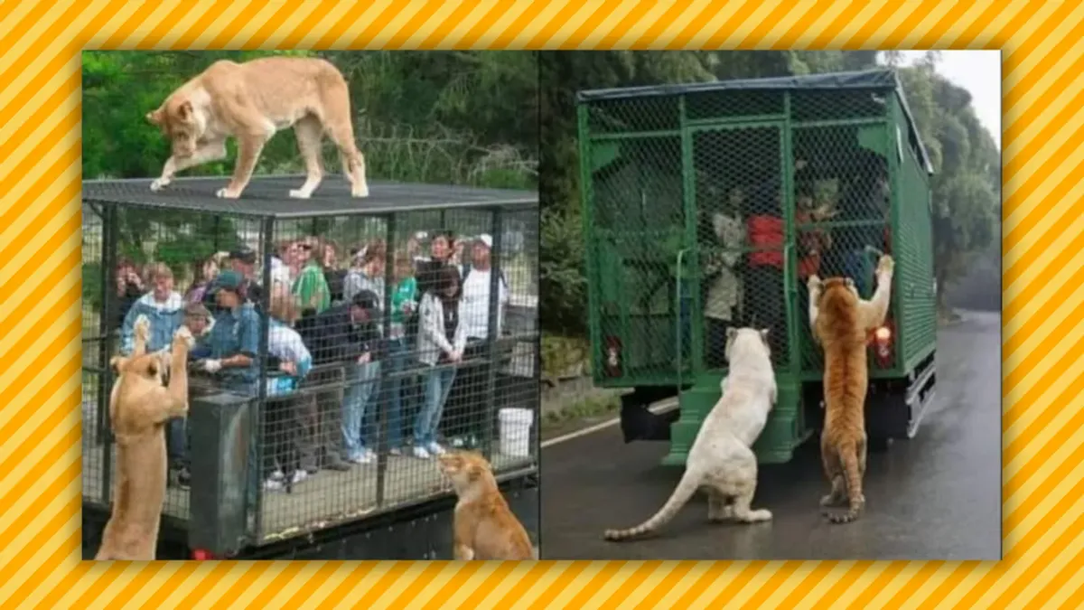reverse-zoo-china
