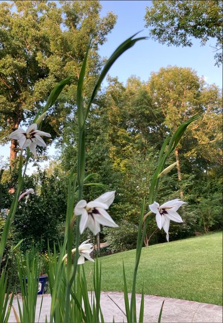 [Image: Peacock-Orchid2022-0809.jpg]