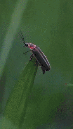 GIFs-13