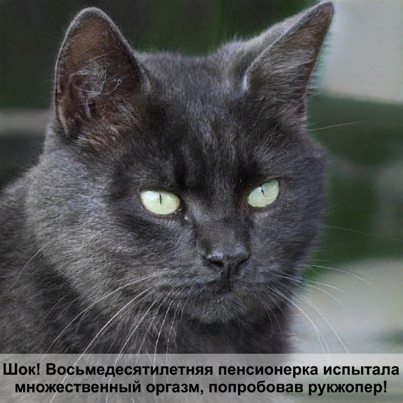 вьетнамская кошка