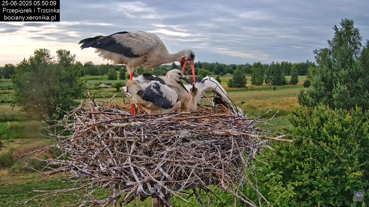 25062025bociany13
