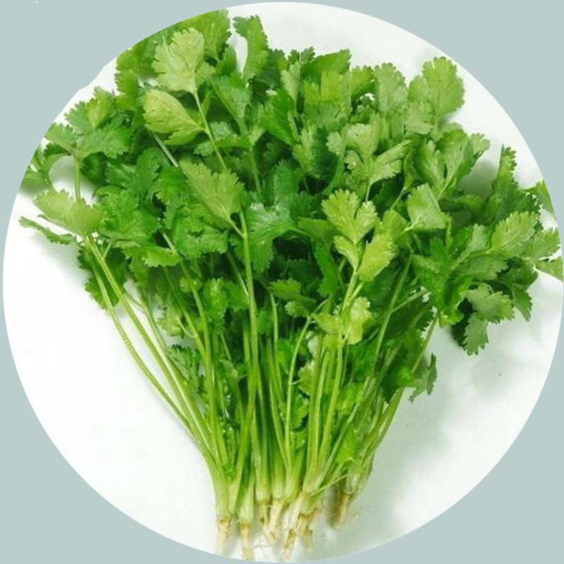 ধনিয়াপাতা