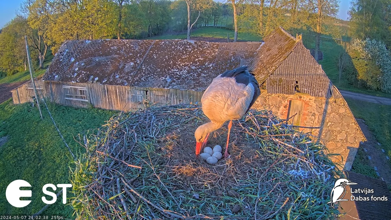 Baltie stārķi (Ciconia ciconia) Tukuma novadā - LDF tiešraide __ White storks in Tukums, Latvia 12-4