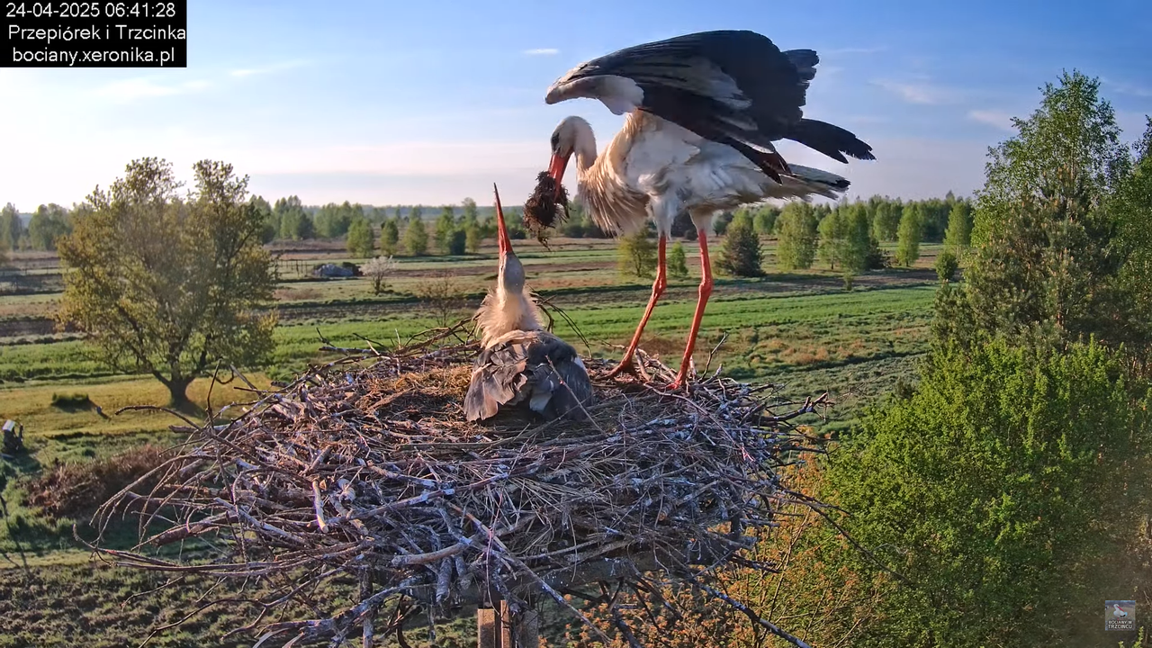 24042025bociany3