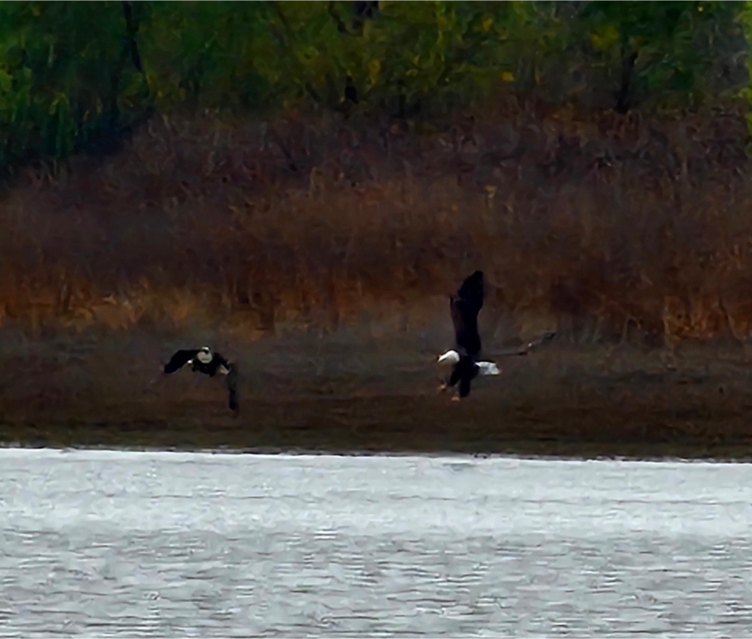 Screenshot 20251122 094208 Gallery