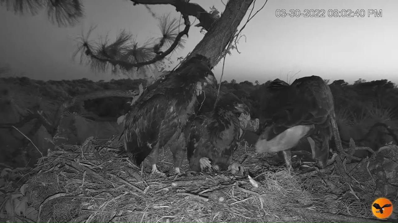 EC Nest Cam 3-17-45 screenshot (1)