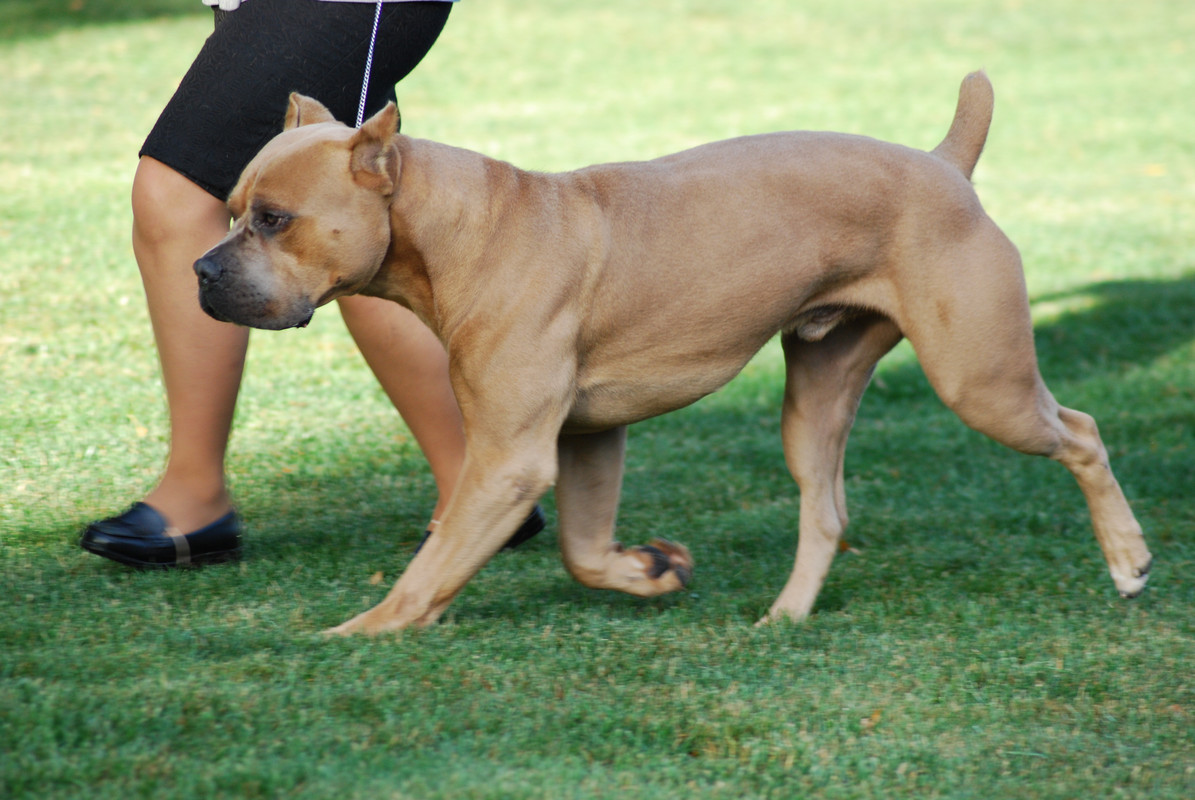 cane-corso-5-by-xxtgxxstock-d7z388y.jpg